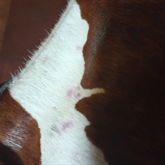 AMERICAN WEST Handbag - Picture 11 of 16